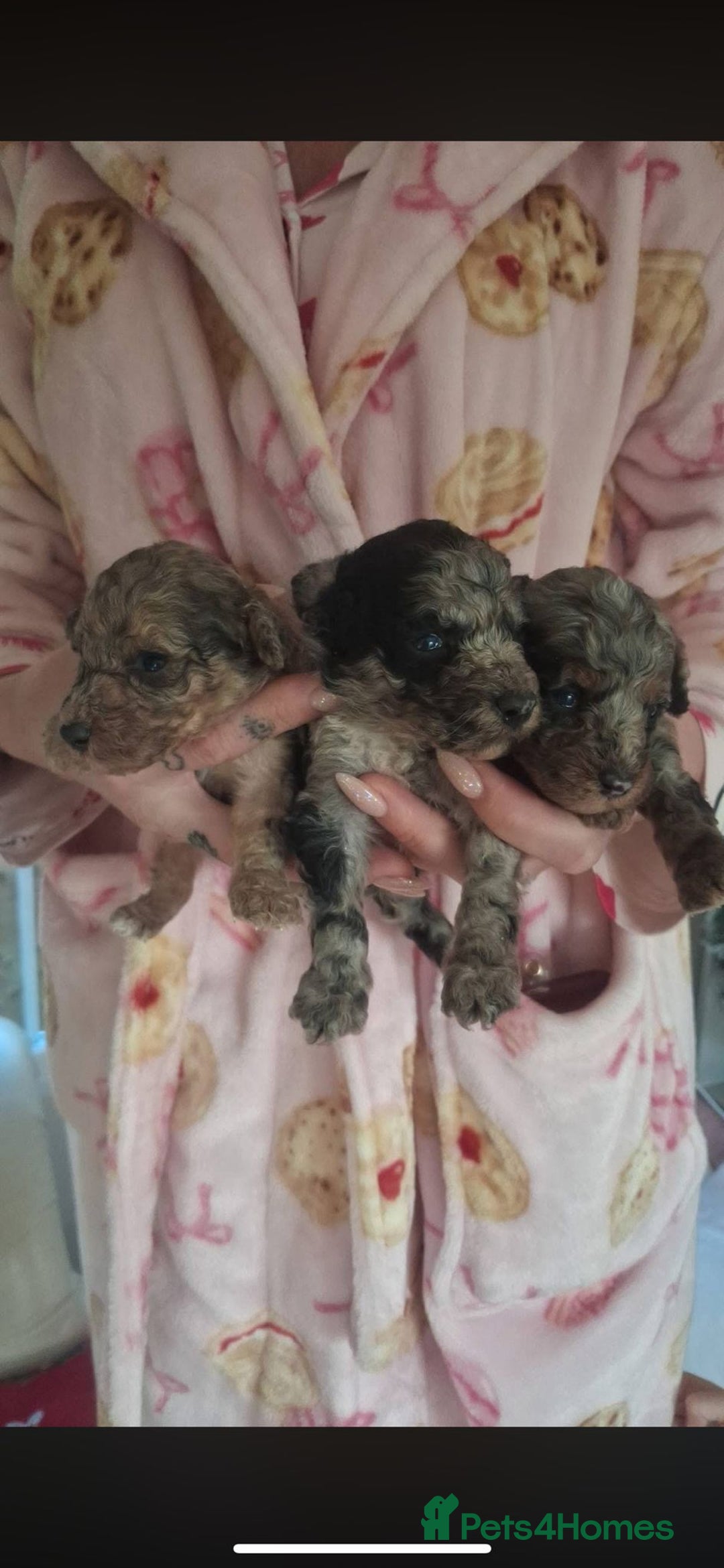 Toy Poodle dogs for sale: Toy poodle  - Advert 6