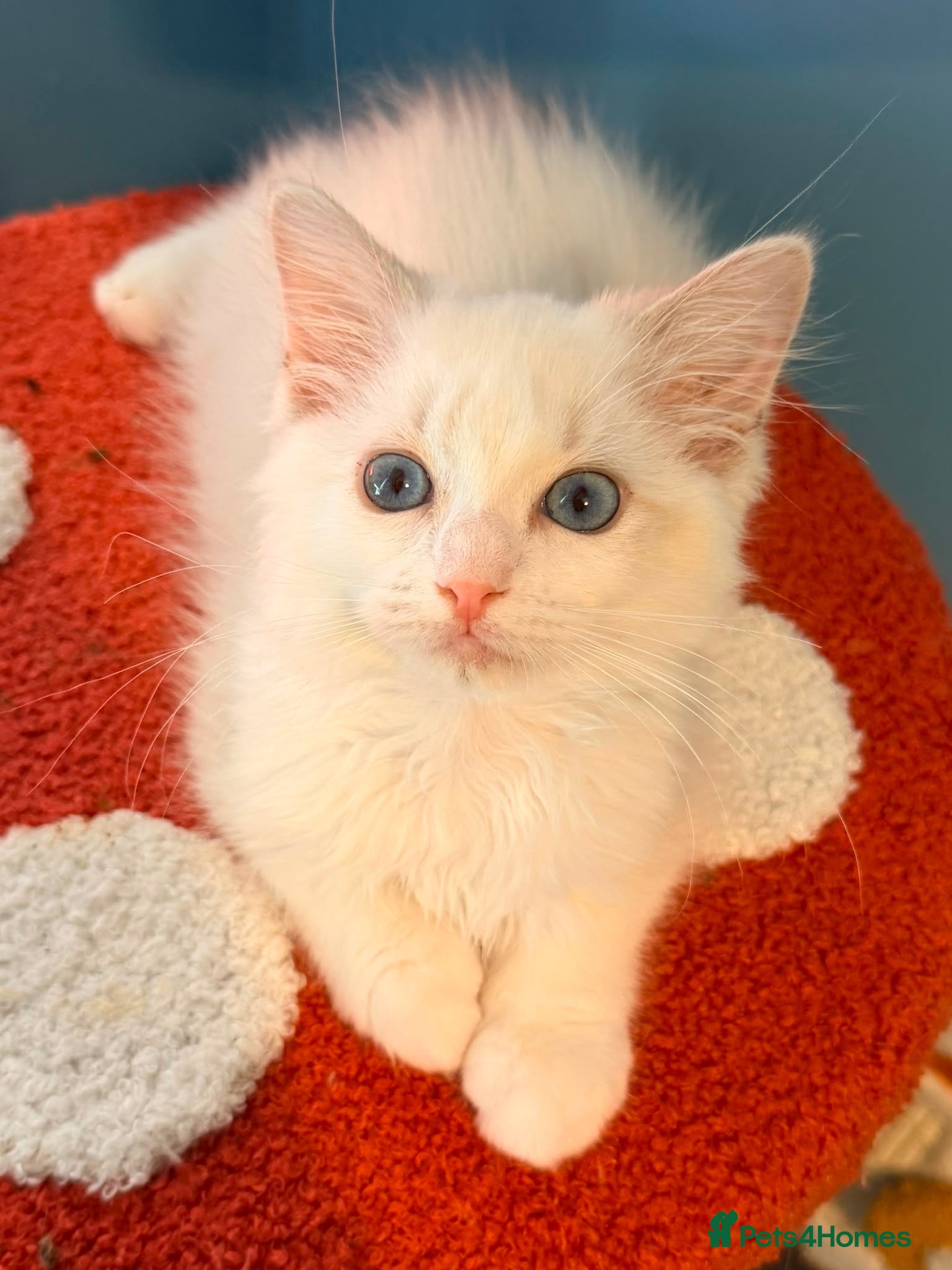 Ragdoll cats Reduced 3 Tica reg kitten ready to leave  - Advert 15