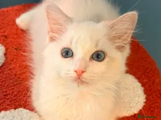 Ragdoll cats Reduced 3 Tica reg kitten ready to leave - Advert 15