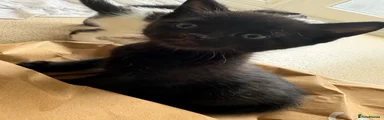 Black Kitten 5