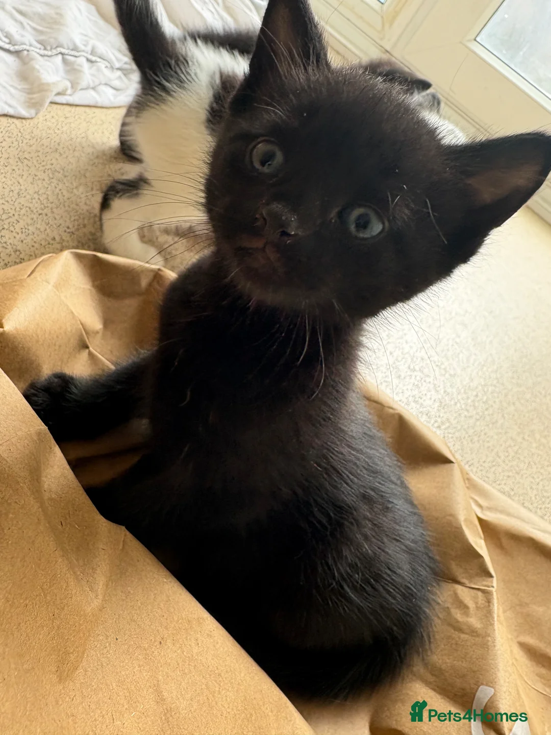 Domestic Shorthair cats for sale: Kittens forsale  - Advert 2