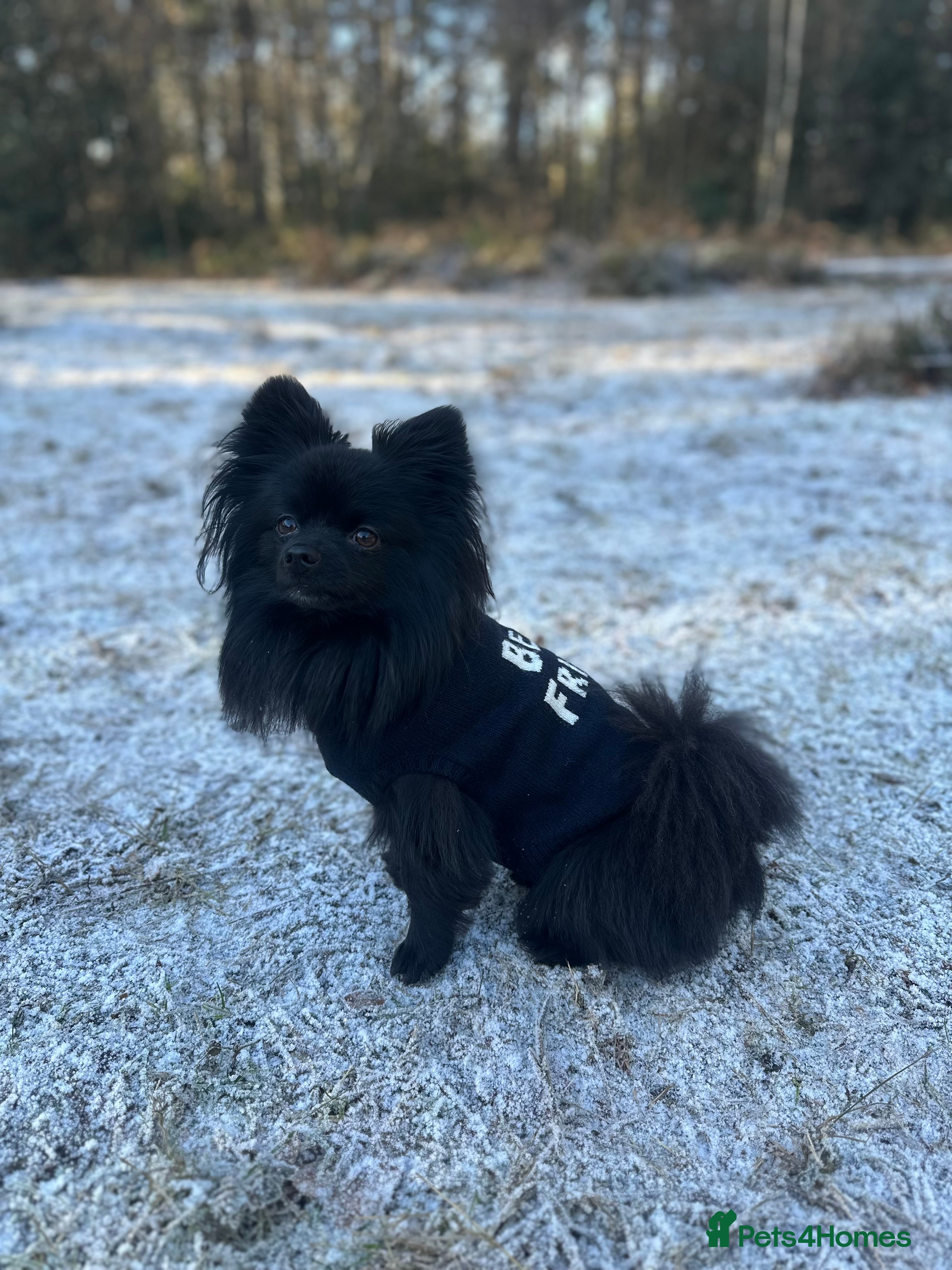 Pomeranian dogs STUD ONLY - Black Pom x Papillon  - Advert 11