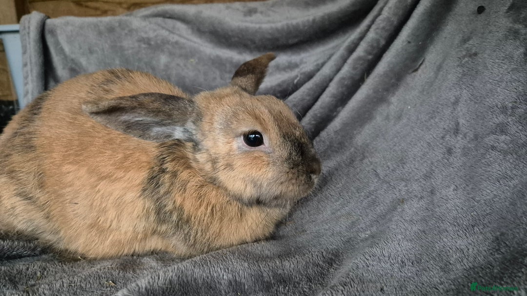 Mini Lop rabbits for sale: Mini Lop - Advert 2