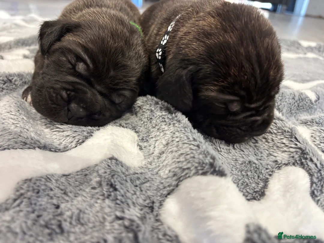 Cane Corso dogs for sale: Cane Corso Puppies 🐶  - Advert 8