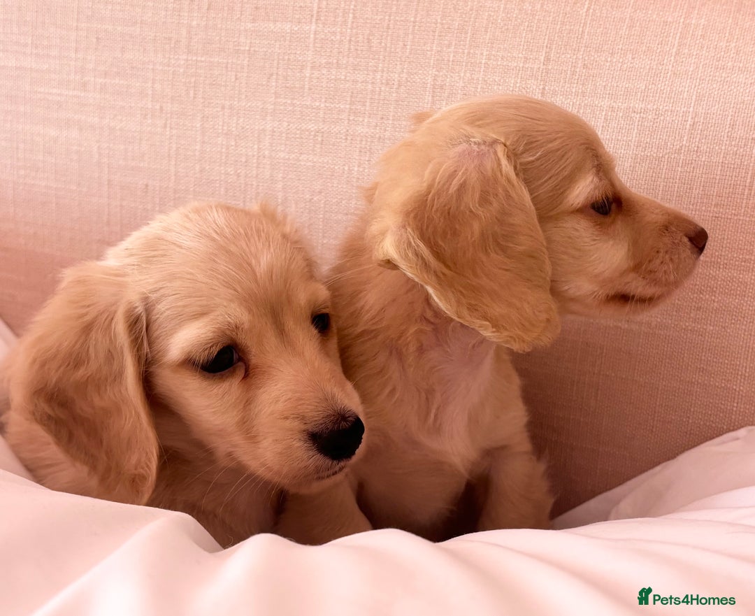 Miniature Dachshund dogs for sale: KC 🐶 Miniature Long Haired Cream Dachshund 🐶  - Advert 20