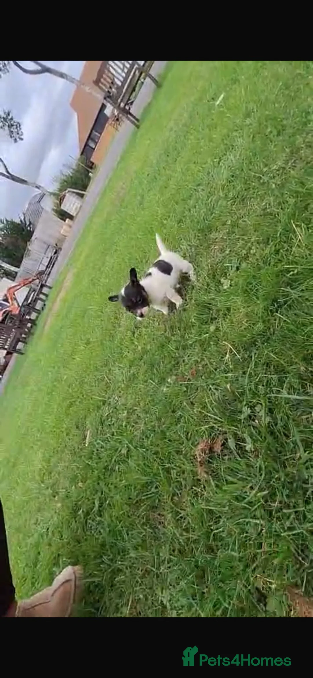 Mixed Breed dogs for sale: ADORABLE chihuahua x Boston terrier  in Maidstone - Advert 9