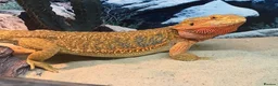 Bearded Dragon reptiles for sale: Female bearded dragon looking for a new home in Betchworth - Advert 1