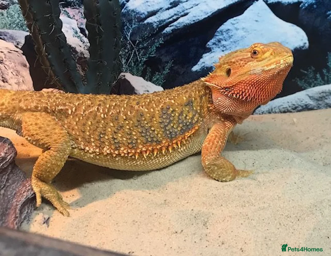 Bearded Dragon reptiles for sale: Female bearded dragon looking for a new home in Betchworth - Advert 1