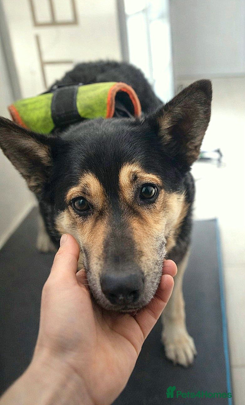 Mixed Breed dogs 🐾 RUDY – Waiting for the Life He Deserves 🐾 - Advert 18