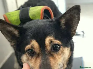 Mixed Breed dogs 🐾 RUDY – Waiting for the Life He Deserves 🐾 - Advert 18