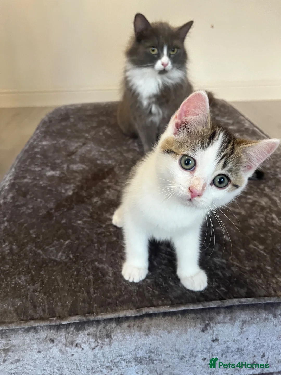 Mixed Breed cats for sale: Stunning British Long Hair Piebald Kitten   in Birmingham - Advert 1