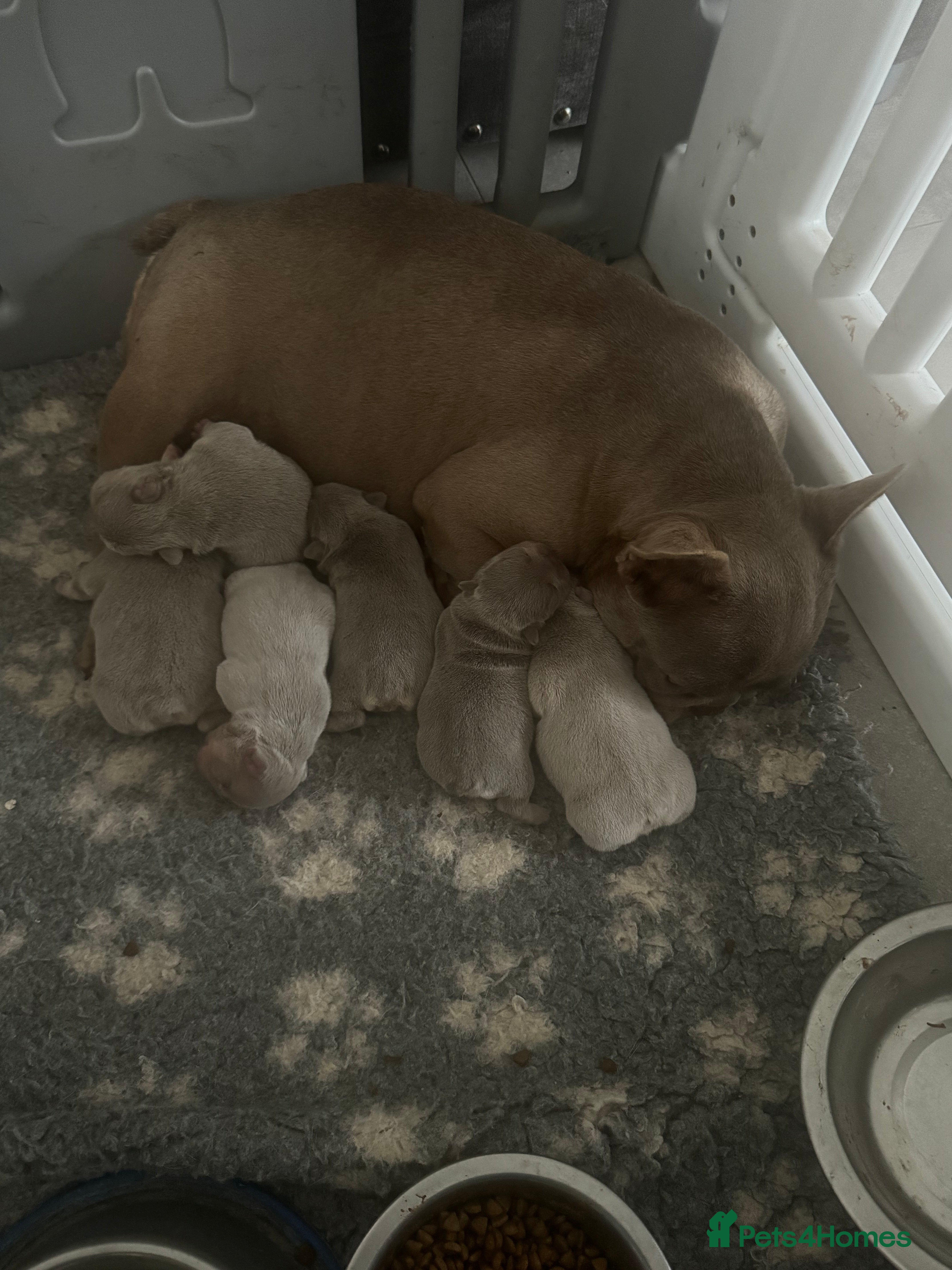 French Bulldog dogs High quality French bulldogs puppies  - Advert 5