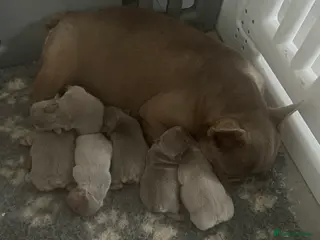 French Bulldog dogs High quality French bulldogs puppies - Advert 5