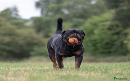 Rottweiler dogs for stud: NEW Rottweiler Stud - UK 🇬🇧 KC REG  in Chesterfield - Image 3