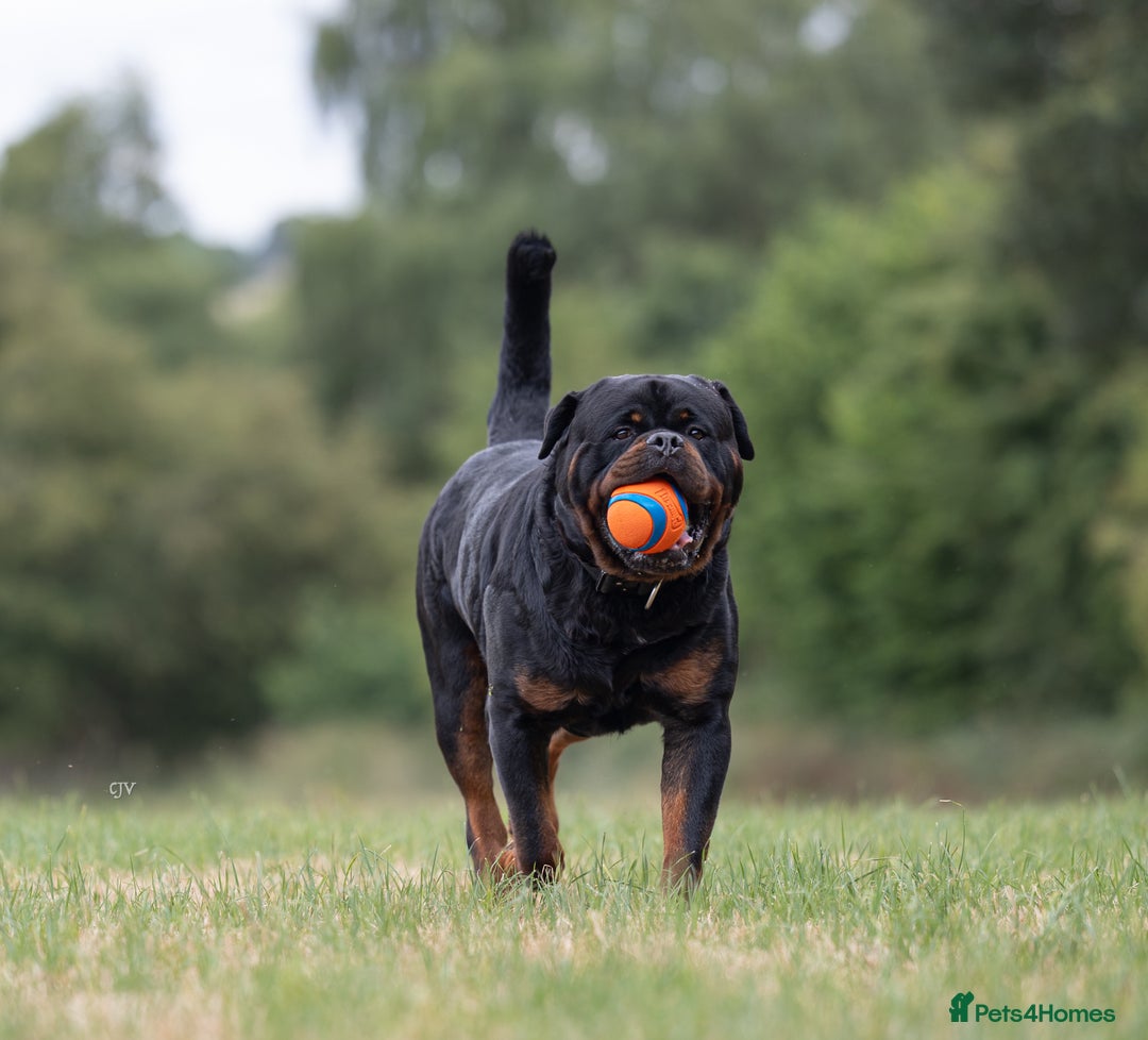 Rottweiler dogs for stud: NEW Rottweiler Stud - UK 🇬🇧 KC REG  in Chesterfield - Image 3