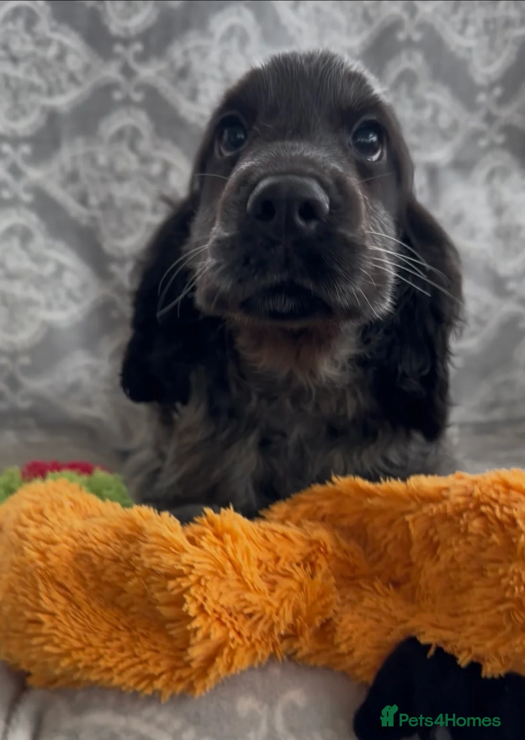 Cocker Spaniel dogs for sale: Stunning show cocker spaniels for sale  - Advert 1
