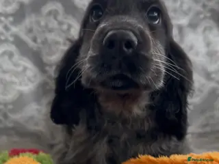 Cocker Spaniel dogs Stunning show cocker spaniels for sale - Advert 1