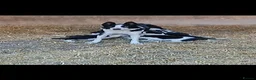 Border Collie dogs for sale: Border Collie pup's for sale  - Advert 11