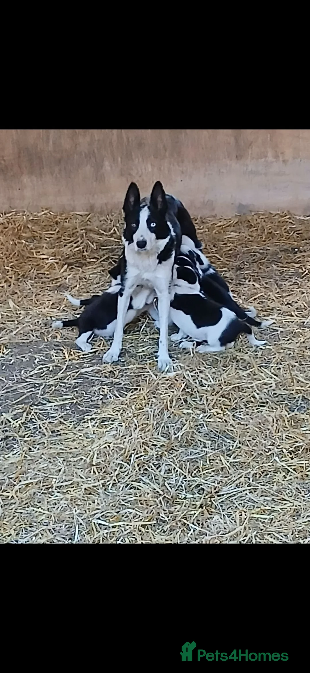 Border Collie dogs for sale: Border Collie pup's for sale  - Advert 11