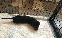 Miniature Dachshund dogs for sale: Miniature dachshund baby’s  - Image 10