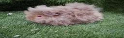 Guinea Pig rodents for sale: Alpaca Guinea Pigs - Advert 14