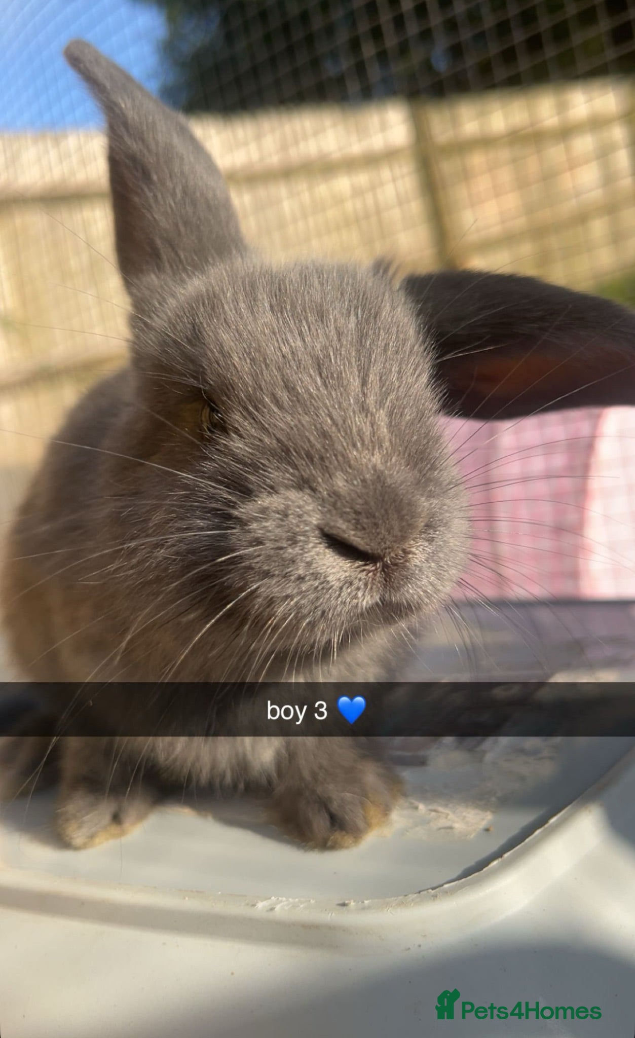French Lop rabbits French lop x  - Advert 2
