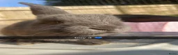 French Lop rabbits for sale: French lop x  - Advert 1
