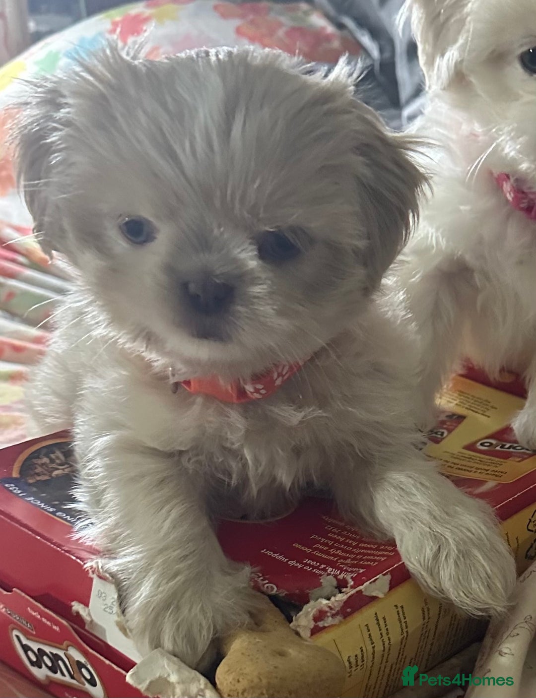 Shih Tzu dogs for sale: Lavender White Imperial Shih Tzu Puppies - Image 18