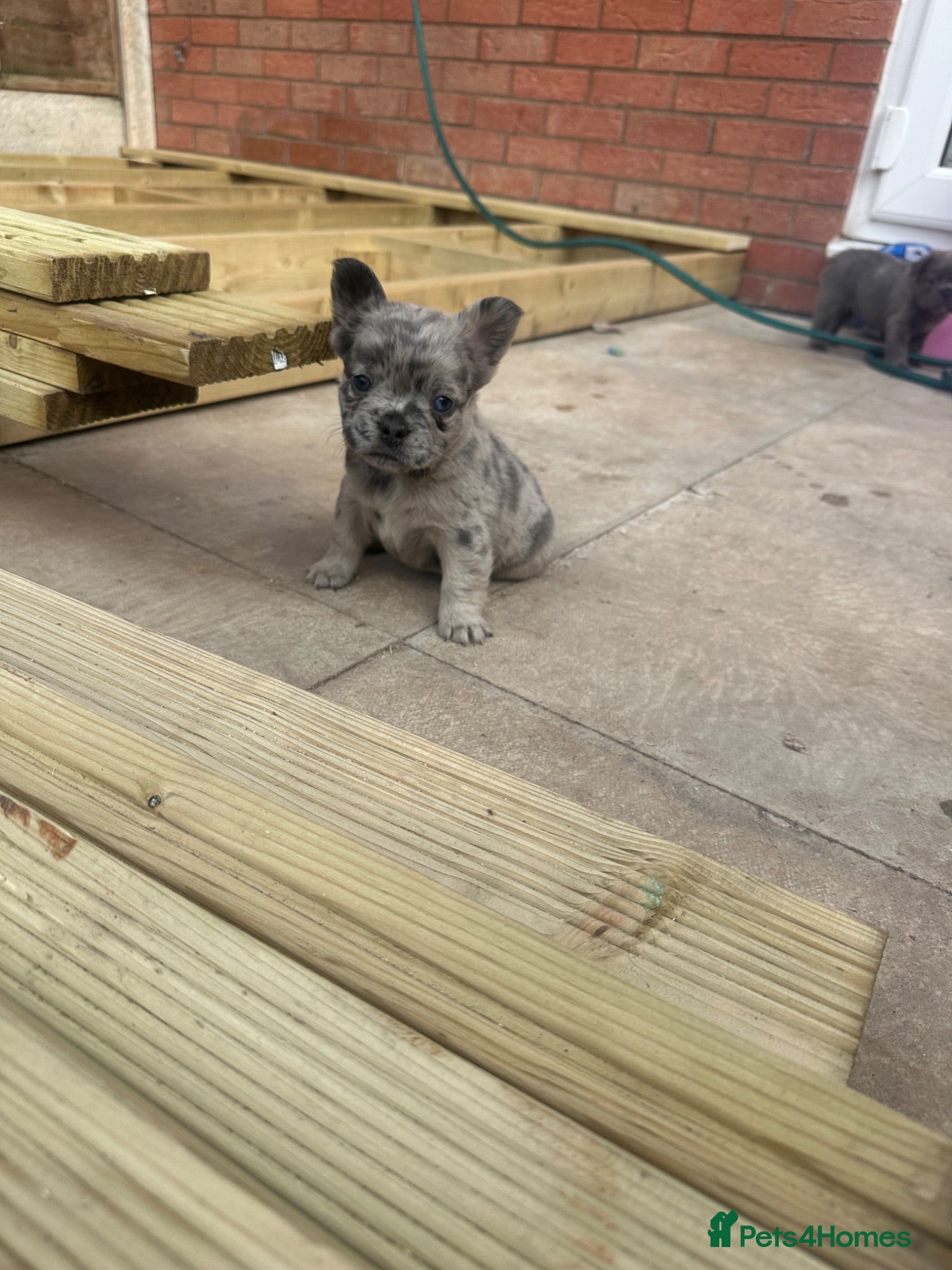 French Bulldog dogs Dwkc registered fluffy frenchie 🫶🏽 - Advert 1