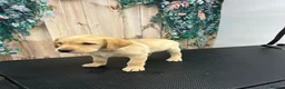 Labrador Retriever dogs for sale: 6 Labrador retrievers black and yellow - Advert 4
