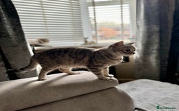 Scottish Fold cats for sale: Scottish Fold - Adorable Indoor Cats  - Image 6