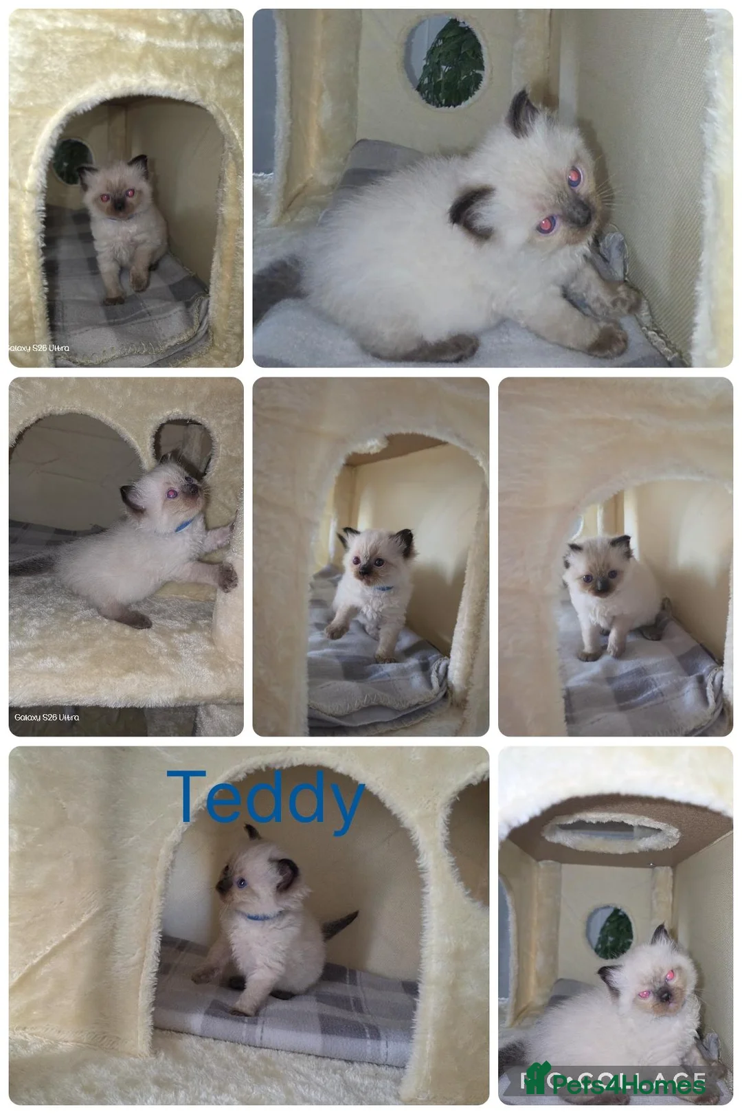 Ragdoll cats for sale: Ragdoll kittens in Dudley - Advert 2