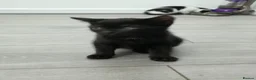 Mixed Breed cats for sale: Black male kitten - Advert 6