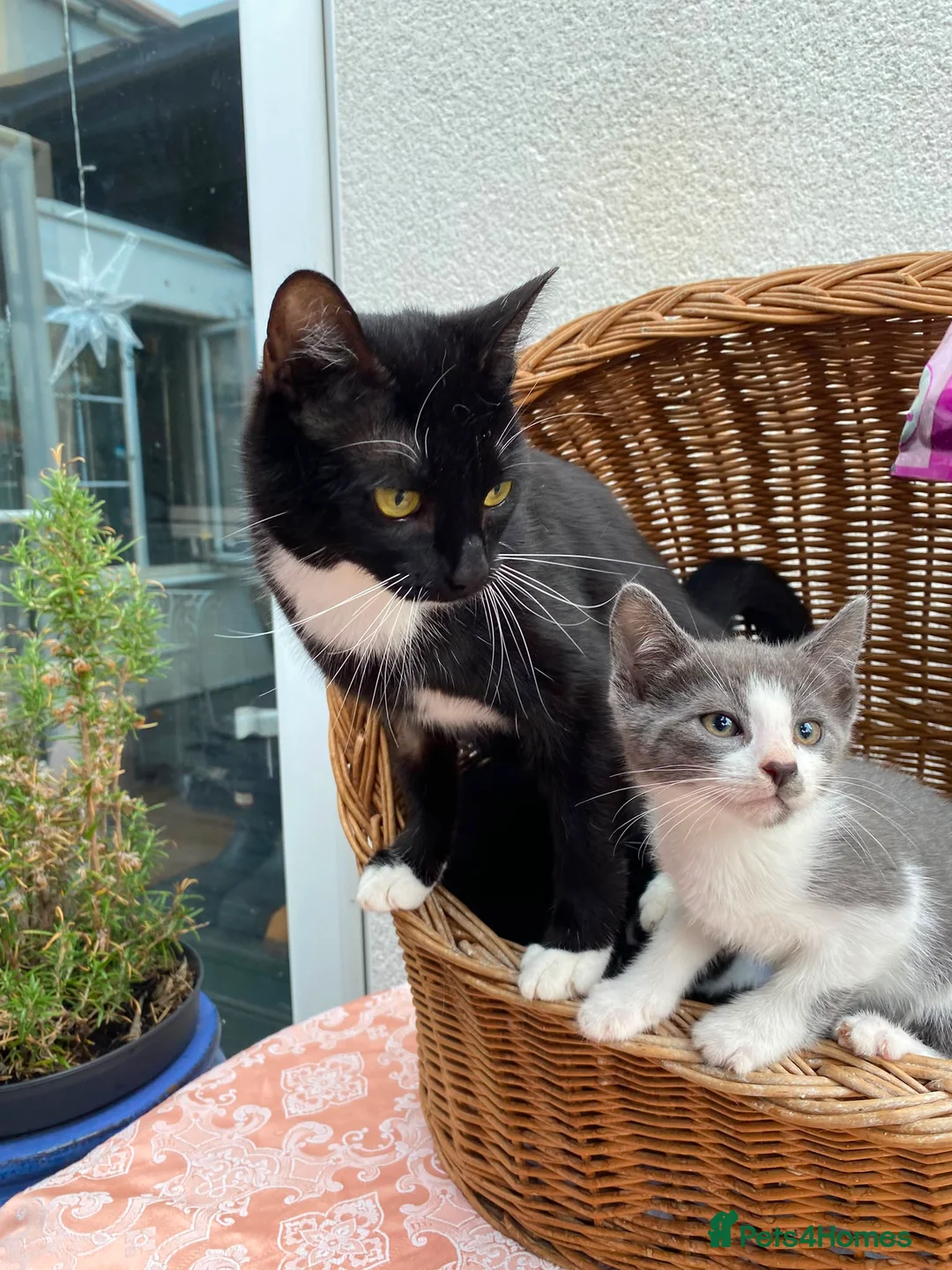 Mixed Breed cats for sale: 3 black and white kittens 1 grey and white  - Advert 7