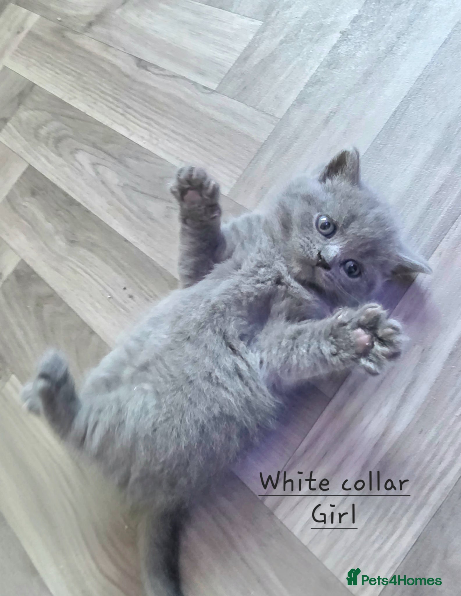 British Shorthair cats Adorable Pure British Short Hair Kittens - Advert 1