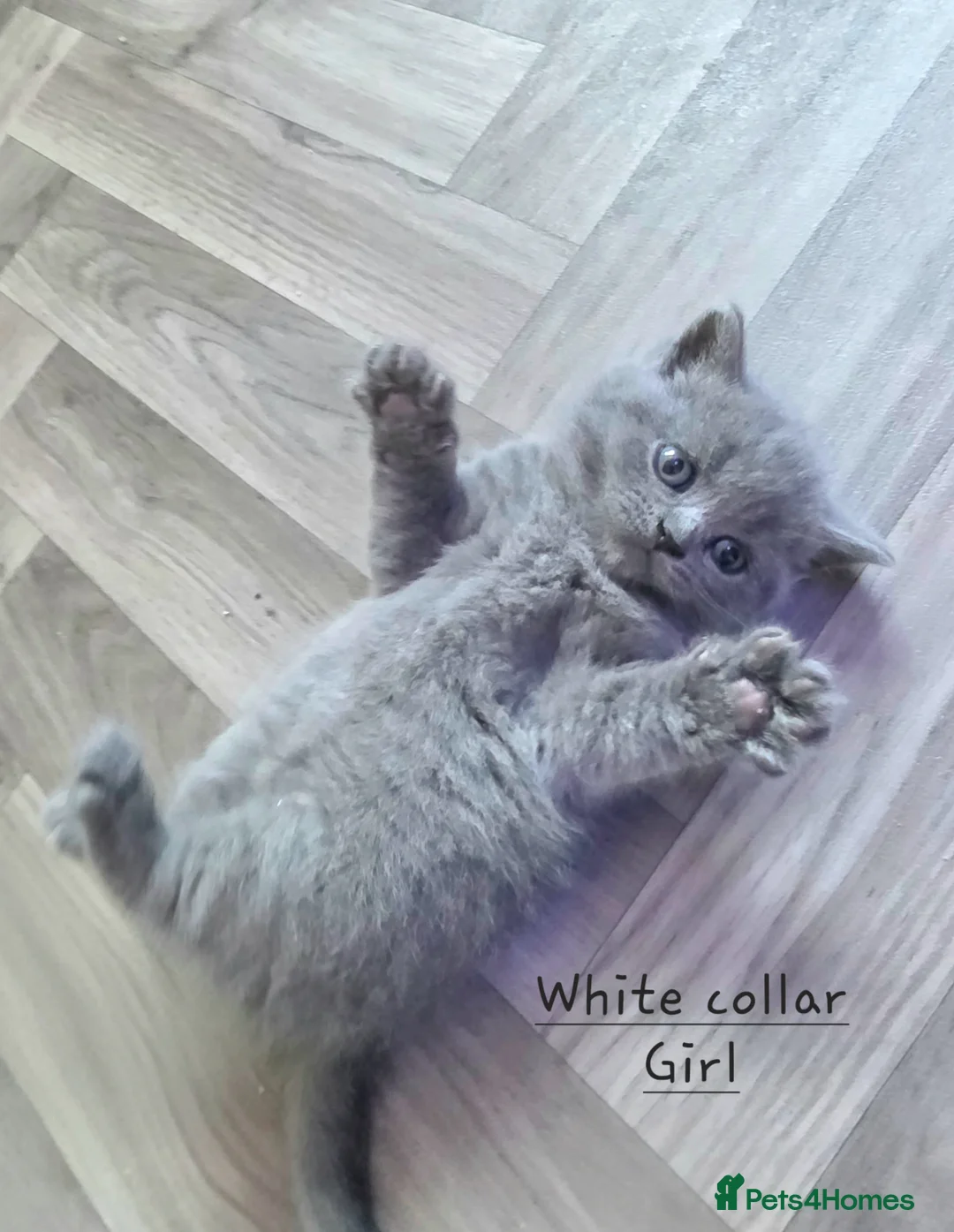 British Shorthair cats for sale: Adorable Pure British Short Hair Kittens - Advert 1