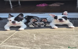 French Bulldog dogs for sale: Frenchy's stunning and ready to go - Image 1