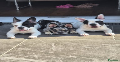 French Bulldog dogs - Advert 9