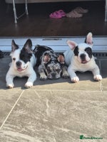 French Bulldog dogs - Advert 2