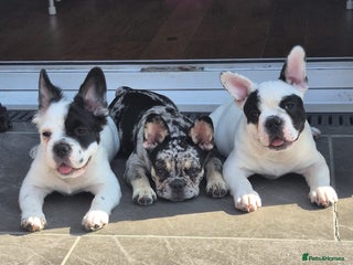 French Bulldog dogs - Advert 20