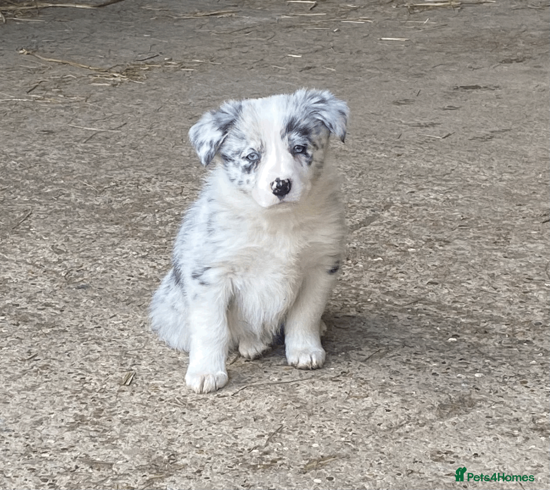 Border Collie dogs for sale: Collie pups - Advert 7