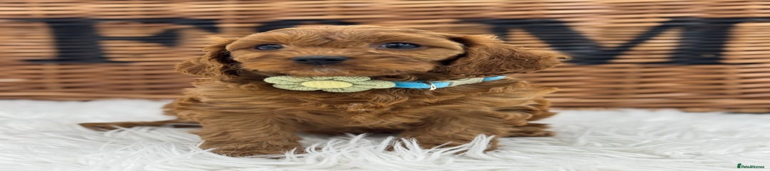 Cavapoo Puppy 1