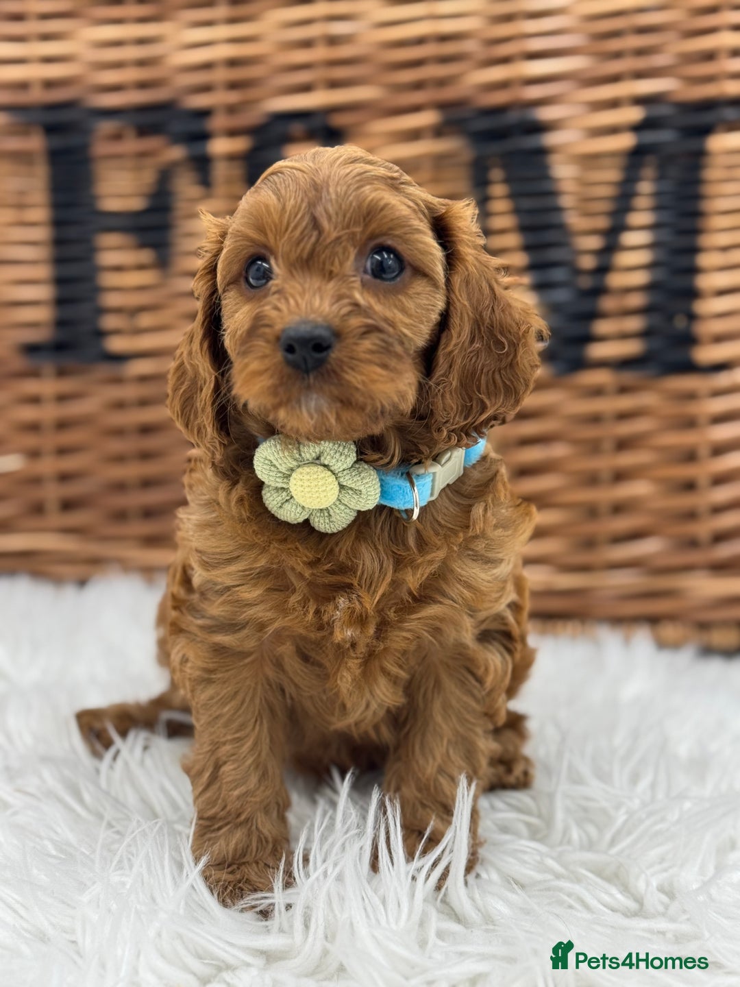 Cavapoo dogs for sale: Toy F1 Red cavapoos exstensively health tested ! - Image 11