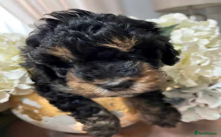 Cockapoo dogs - Advert 6