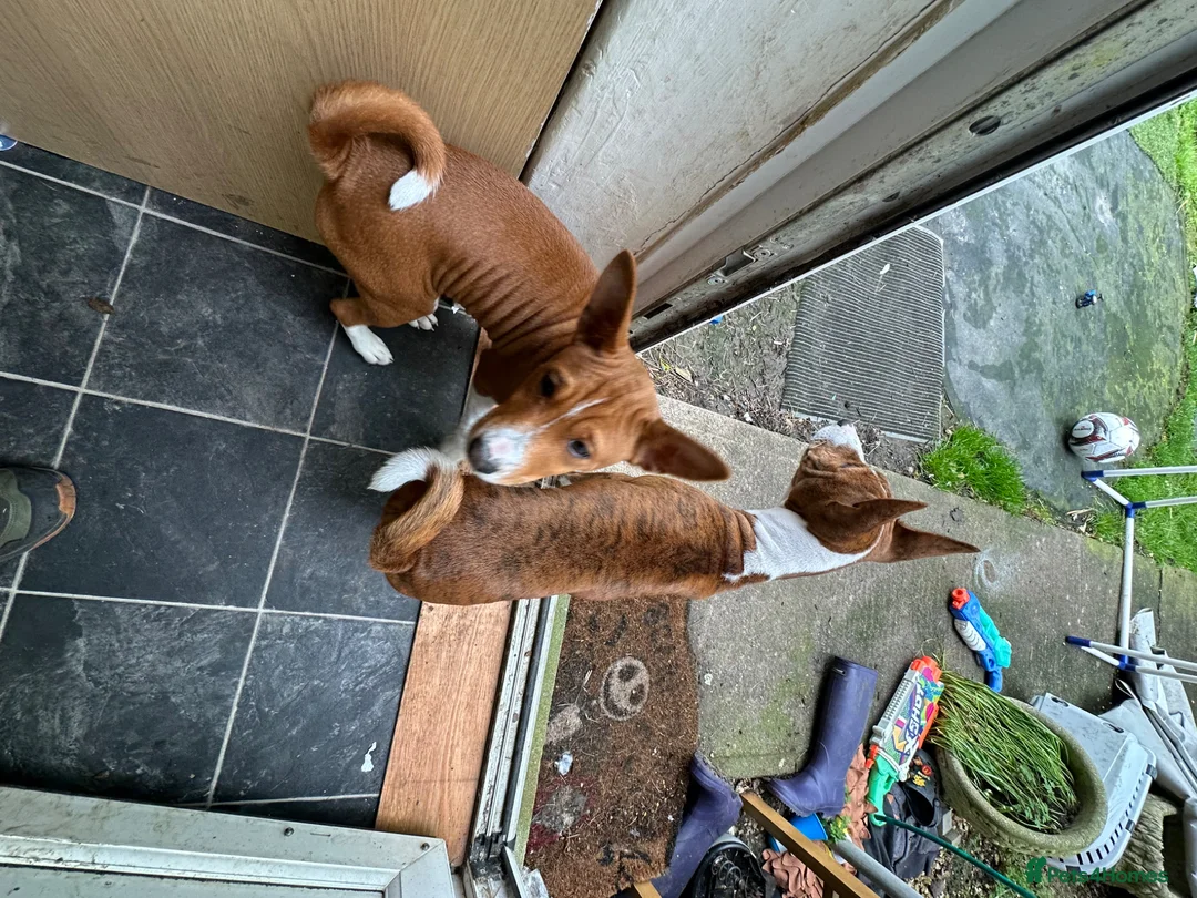 Basenji dogs for sale: 6 basenji puppies ONLY TWO LEFT 4 months old now  - Advert 6