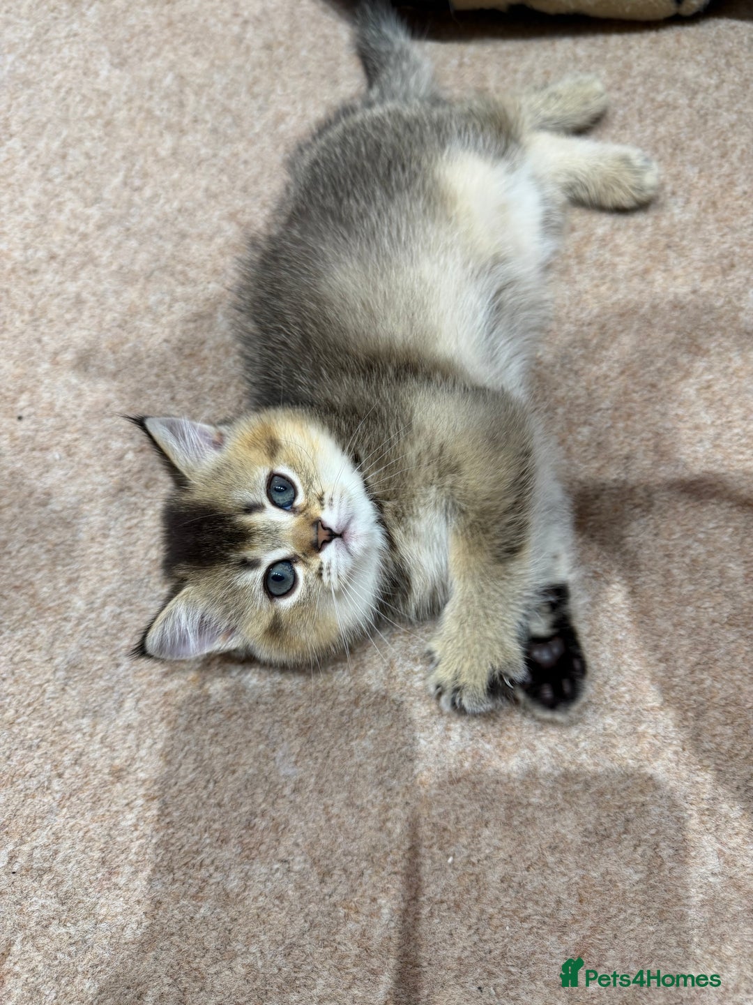 Scottish Fold cats for sale: Purrfect kitten  - Advert 13