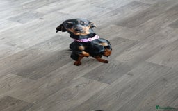 Miniature Dachshund dogs for sale: Miniature Dachshund - Image 4