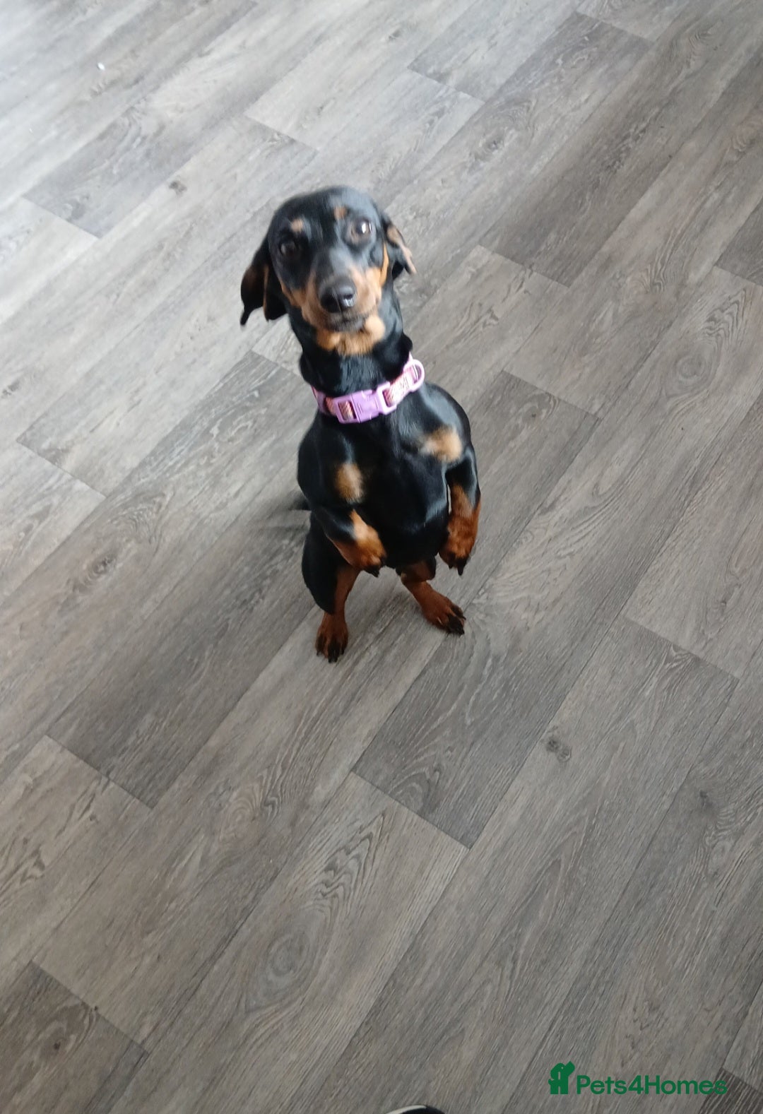 Miniature Dachshund dogs for sale: Miniature Dachshund - Image 4
