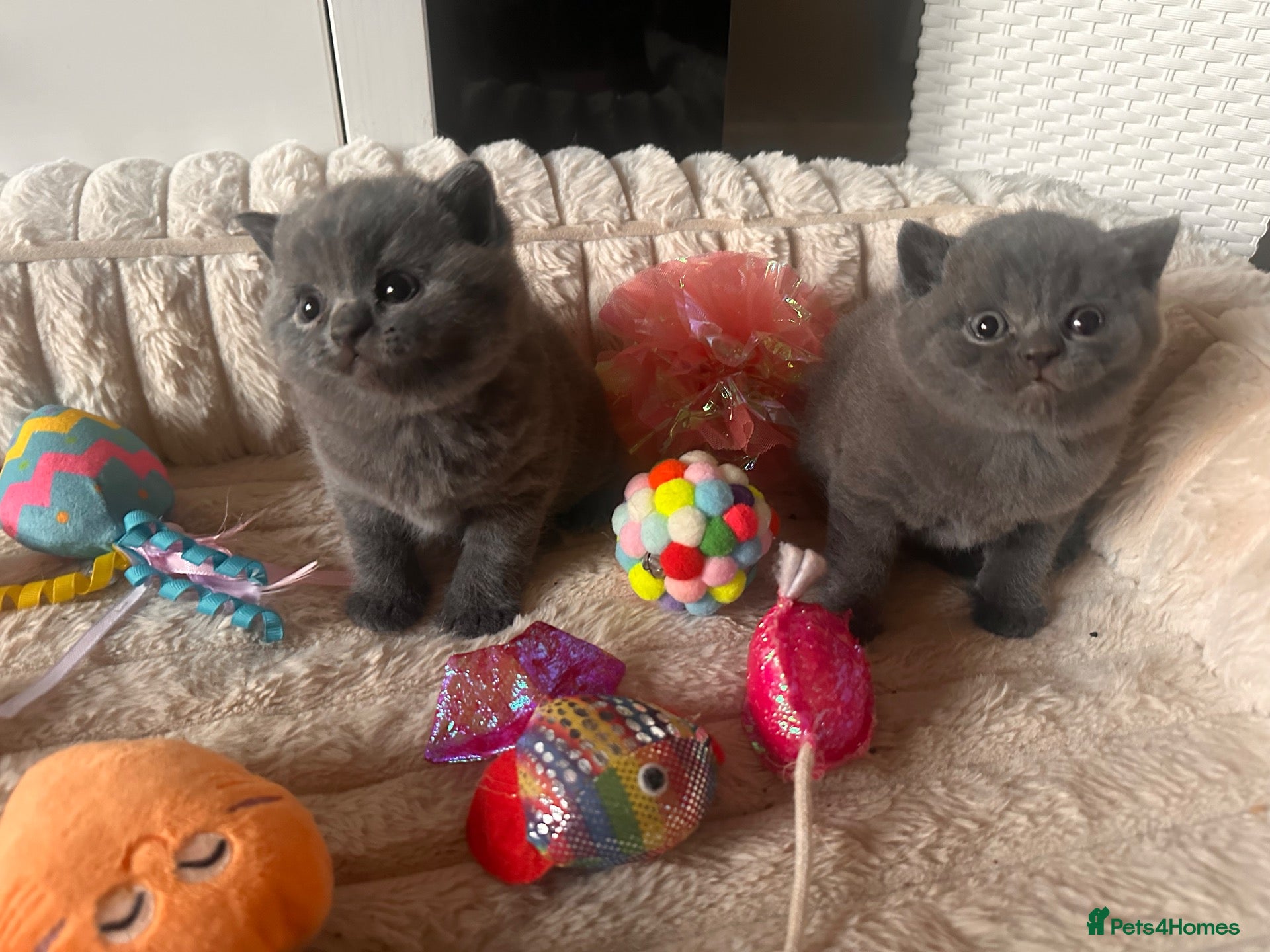 British Shorthair cats BSH blue fluffy boys, pure bread  - Advert 2