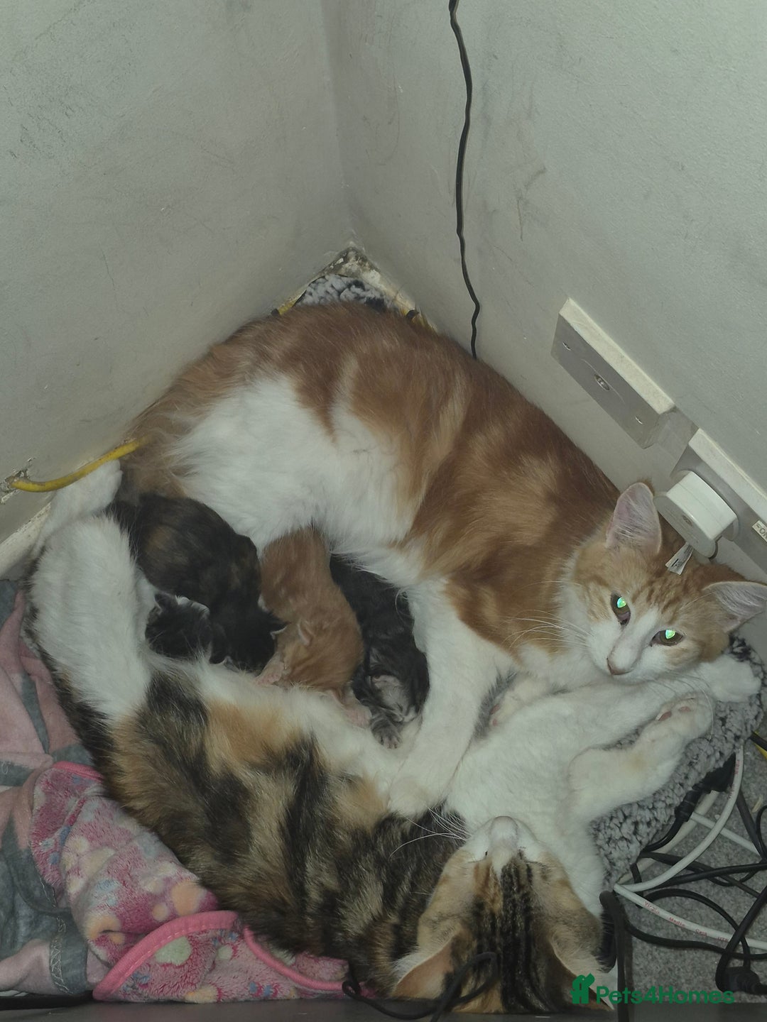 Maine Coon cats for sale: Last little Maine Coon Floof - Advert 2